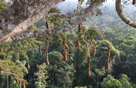 亚马逊雨林资源丰富，为何被称为“人类的禁区”？|雨林|禁区|人类_新浪新闻