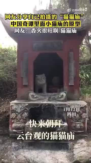 南阳头条: 网友分享自己拍摄的“猫猫庙”……|猫_新浪新闻