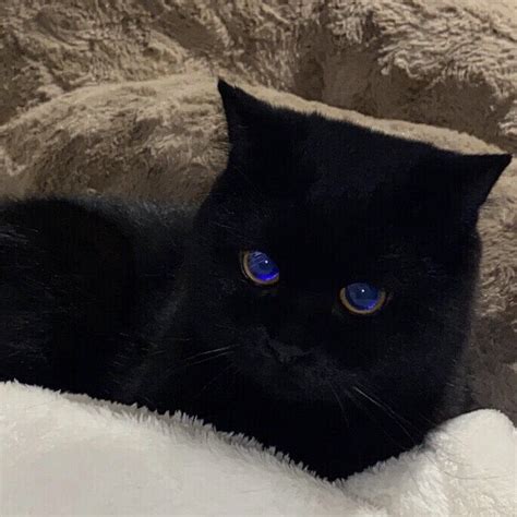 非主流眼线猫咪头像