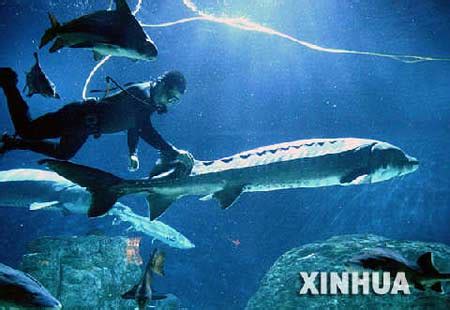 “长江有鱼”公益项目登上武汉3D大屏：阻止中华鲟灭绝需要您的帮助_凤凰网