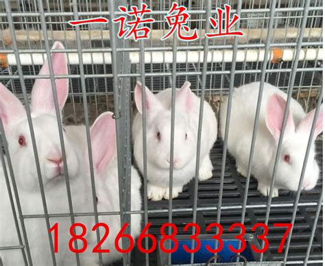 兔子繁殖快，贵州茗阳农业分析兔子养殖如何盈利 - 知乎