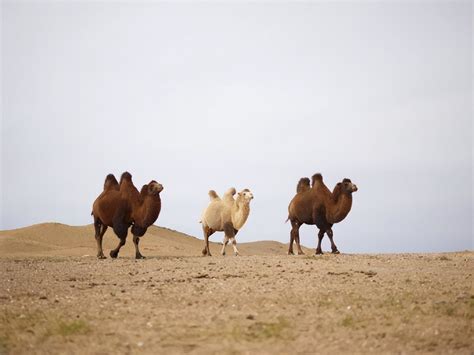 《扫除道》：压死骆驼的最后一根稻草，是怎么消失的？
