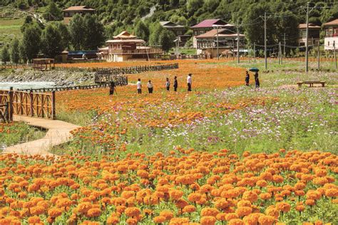 吉祥植物-青稞 - 甘孜藏族自治州人民政府网站