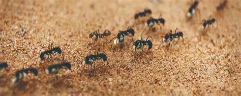 蚂蚁社会关系太复杂，蚁后死亡后，为什么会立刻出现一个新蚁后？|蚁后|蚂蚁|工蚁_新浪新闻