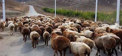 新疆的“3大羊肉”，站在羊肉的鄙视链顶端，外省人却很难吃到_牛羊肉_什么值得买
