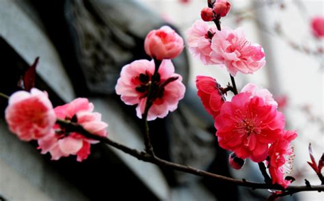南京的市花是什么花（“国花”评选引关注，江苏各市的市花你知道吗？来看看你家乡的花） | 说明书网