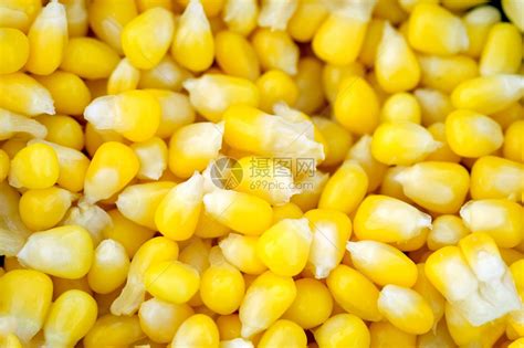 玉米种植地高清图片下载-正版图片501606576-摄图网