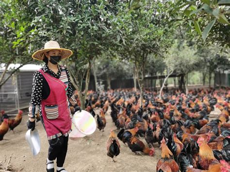 贵州大方：林下养鸡开启生态致富门