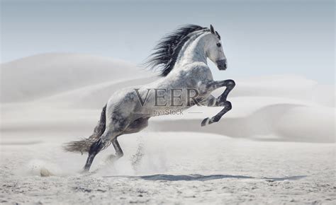 奔跑的骏马图片-奔跑的三匹骏马素材-高清图片-摄影照片-寻图免费打包下载