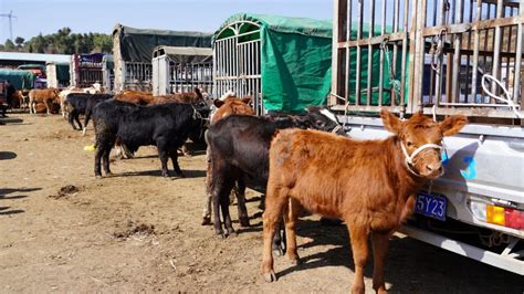 走进贵州威宁小海镇 西南最大畜牧市场上演震撼耕牛交易_频道_凤凰网