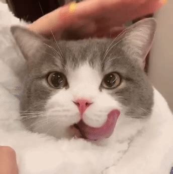 猫咪动态图图片