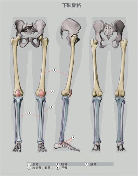图105 下肢肌(前面)-基础医学-医学