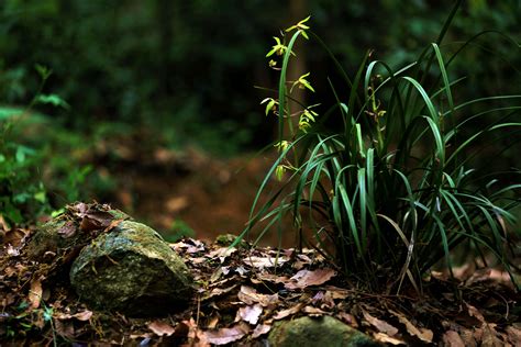 【黃色的兰花摄影图片】生态摄影_太平洋电脑网摄影部落