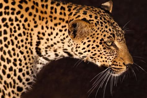 豹纹图片-在凝视中的野生猎豹素材-高清图片-摄影照片-寻图免费打包下载