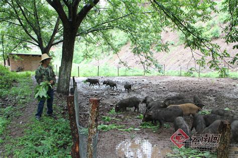 平桥区：藏香猪订单不断 生态养殖强村又富民-大河网