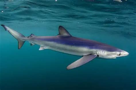 世界上十大最恐怖的鲨鱼 大青鲨上榜，第一也被称为“噬人鲨”_排行榜123网