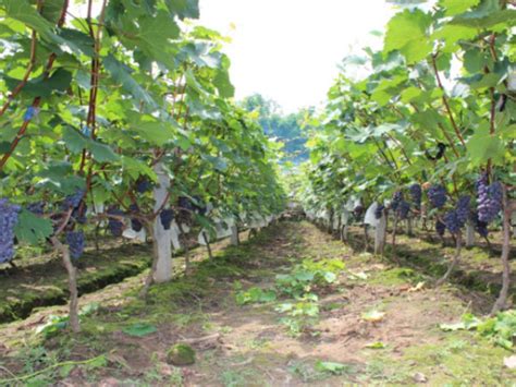 刚买的葡萄树怎么种植?葡萄苗种植方法-花木行情-中国花木网