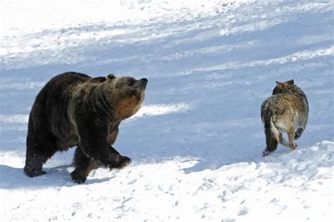家猫和黑熊狭路相逢 猫星人的一个动作黑熊吓得秒速蹿到六米高树上|家猫|黑熊-社会资讯-川北在线