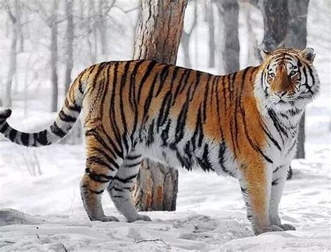 世界上一共有多少种老虎_Tiger