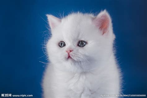 世界上最可爱的猫排名：英国短毛猫憨态可掬