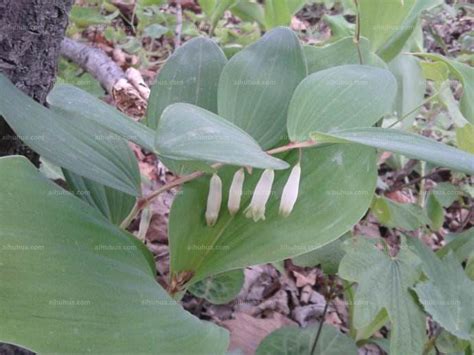 小玉竹Polygonatum humile-花卉图片网
