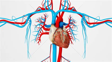 动脉静脉结构人体循环的高清图片下载-正版图片300852041-摄图网