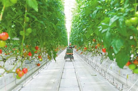 智慧大棚种番茄 智能技术促增收---四川日报电子版