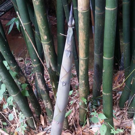 竹子是什么样子的 形状特点-花海建设-长景园林网