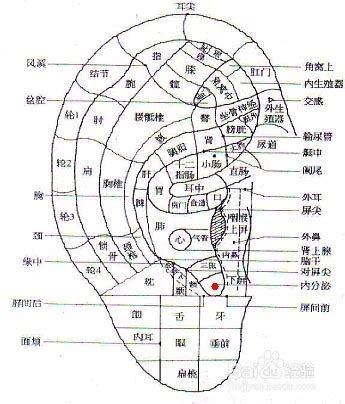 中医治痛经：[48]耳穴贴压治痛经-百度经验