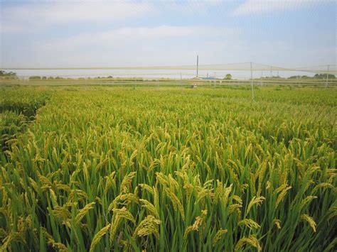 大国“粮”策 | 超38℃高温下，耐热水稻增产20%！应对粮食安全，上海科学家又有新突破