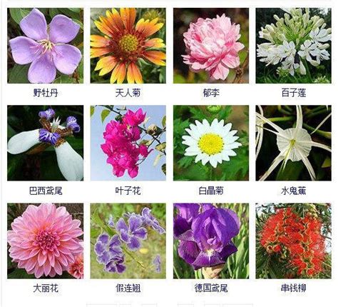 常见鲜花代表的含义 - 花百科