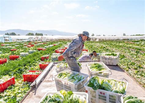 甘肃张掖：蔬菜丰收供市忙-人民图片网