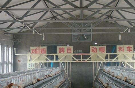 新乡大型自动化养鸡设备现价「河南凤银牧业养殖设备供应」 - 杂志新闻