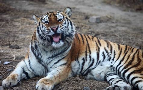 老虎为什么是独居动物？|领地|气味|交配期_新浪新闻