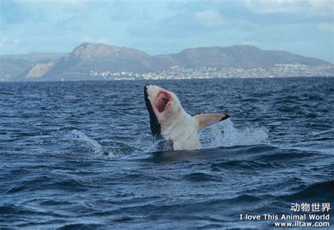 摄影师拍摄世界各海域大白鲨：最长达6米_新浪图片