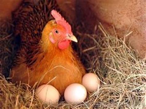 散养土鸡吃什么下蛋多 怎样提高土鸡的产蛋量 如何提高鸡的产蛋率 - 知乎