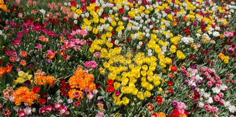 郁金香花团锦簇高清图片下载-正版图片307836642-摄图网