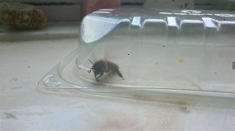 小蜜蜂绕地球五圈，只为采集一瓶蜂蜜……