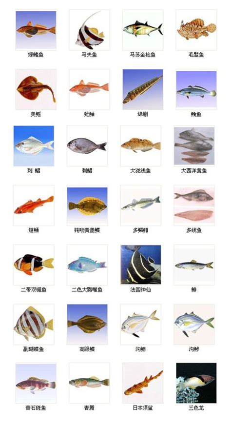 鱼类图鉴图片