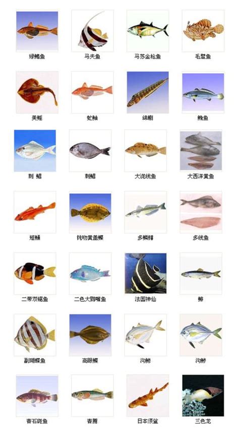 三湖慈鲷鱼品种大全,水族鱼缸,最美的三湖卷贝缸_大山谷图库