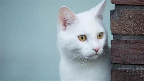 为什么异色瞳的猫多是白猫？ - 知乎