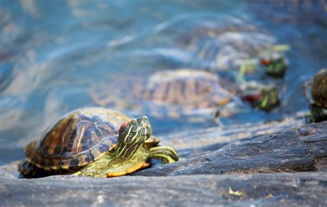 贵州发布巴西龟等4种入侵物种防治指引：杜绝放生到自然水域 - 周到