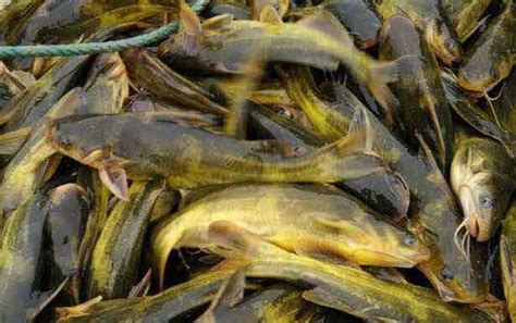 黄颡鱼种类及图片大全 - 百科 - 酷钓鱼