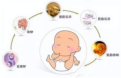 试管婴儿的胚胎和囊胎（你所知道的）-幼儿百科-魔术铺