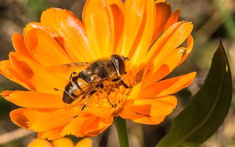 家里来蜜蜂是什么预兆？ - 蜜蜂知识 - 酷蜜蜂