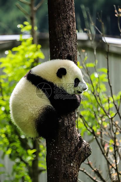 国宝熊猫的资料-