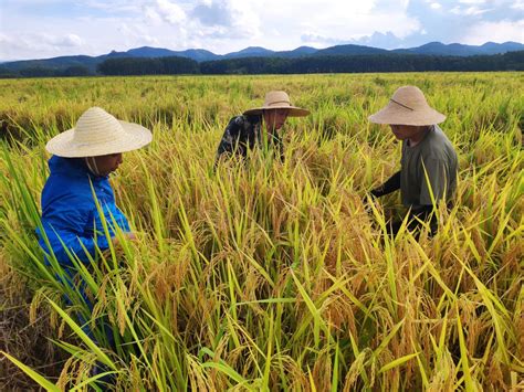 勐腊县农业农村局农业技术推广中心到勐捧镇开展水稻品种理论测产工作