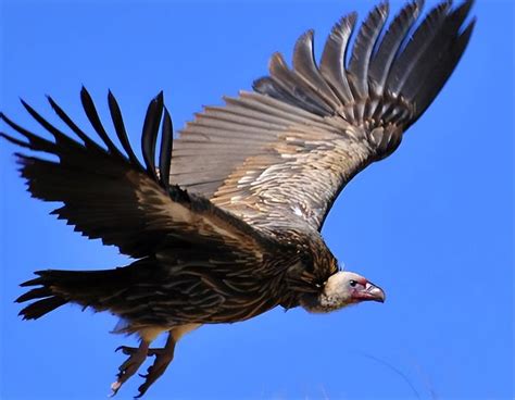 鹰、雕、鹫、隼、枭哪个是天空霸主_猛禽_体型_动物