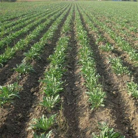 板蓝根种子 种植与管理 种植及经济效益 种植条件与方法