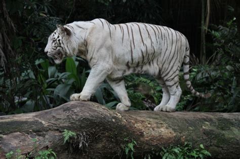 热带动物园里的白色大老虎高清图片下载-正版图片300101674-摄图网